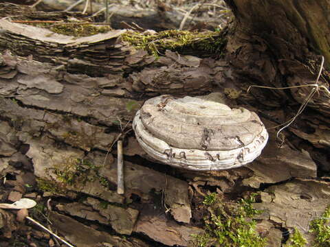 Ganoderma applanatum (Pers.) Pat. 1887的圖片