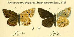 Image of Polyommatus admetus (Esper (1783))