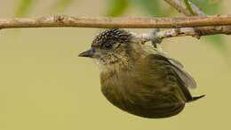 Image of Olivaceous Piculet