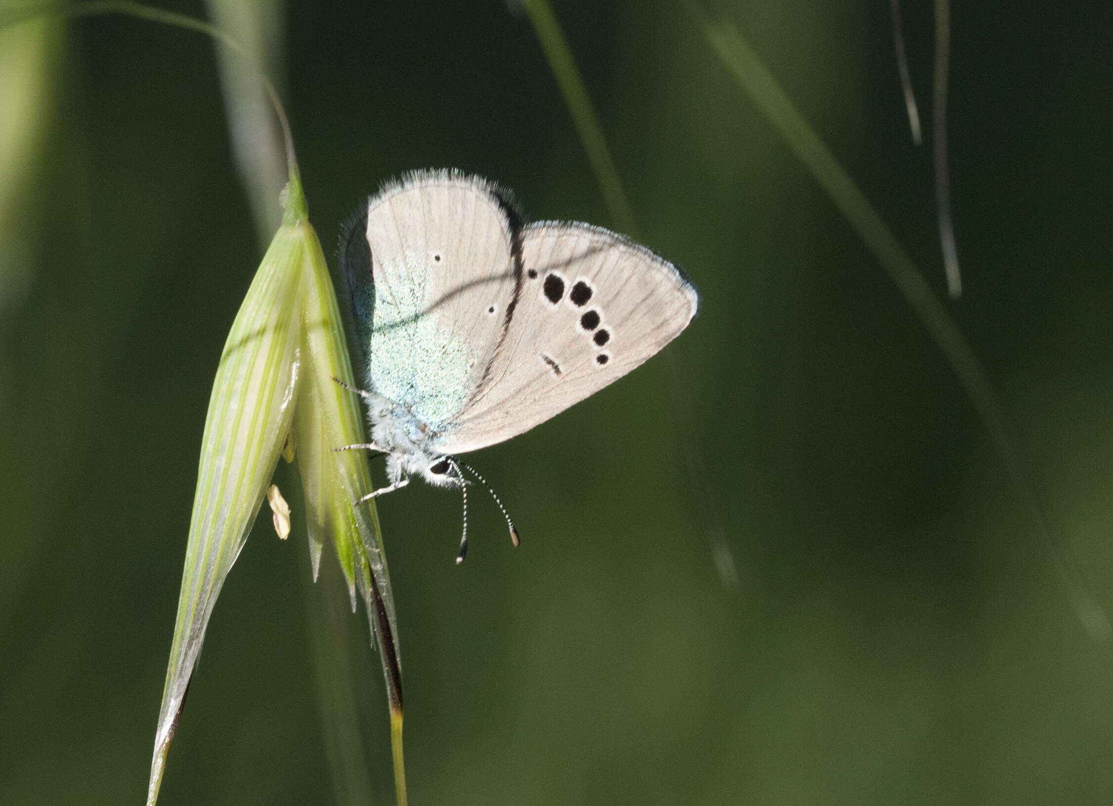 Image of Green-underside Blue