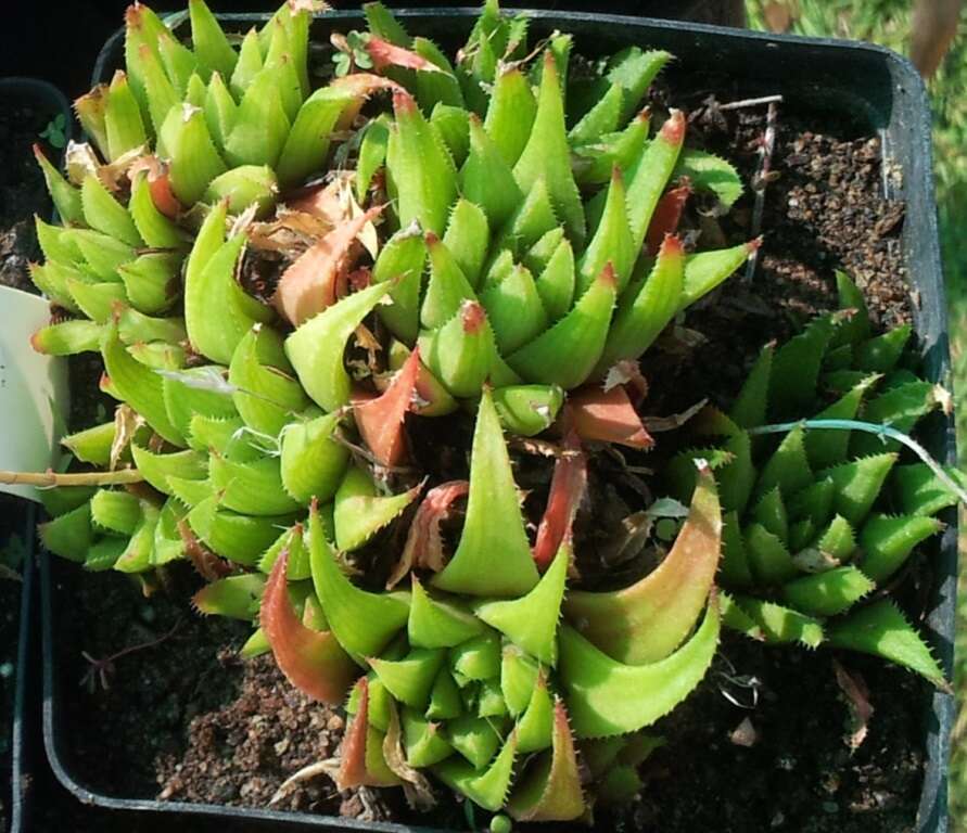 Image of Haworthia chloracantha Haw.