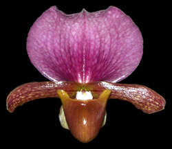 Image de Paphiopedilum charlesworthii (Rolfe) Pfitzer