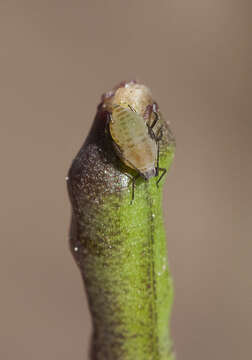 Image of Turnip aphid