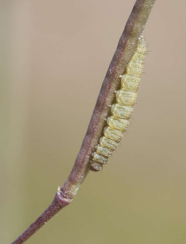 Image of Asian mustard