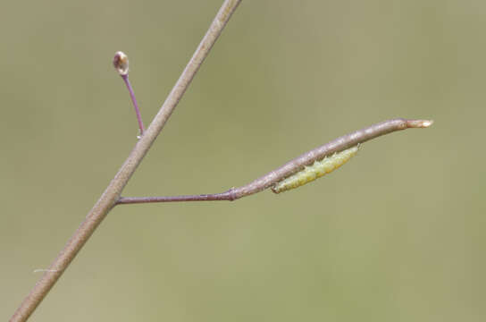 Image of Asian mustard