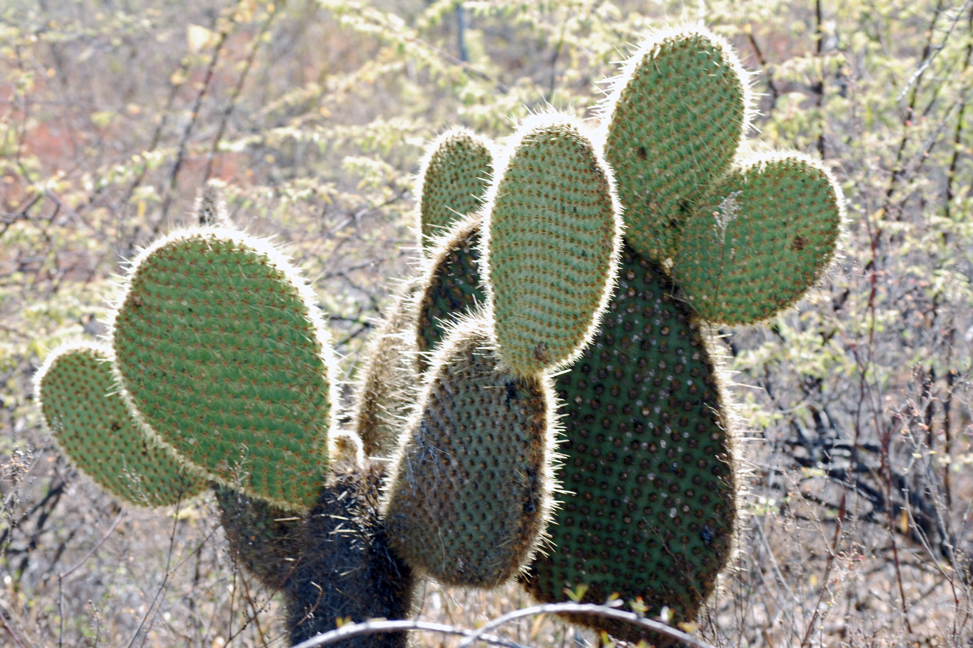 Image of Opuntia insularis