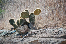 Image of Opuntia insularis