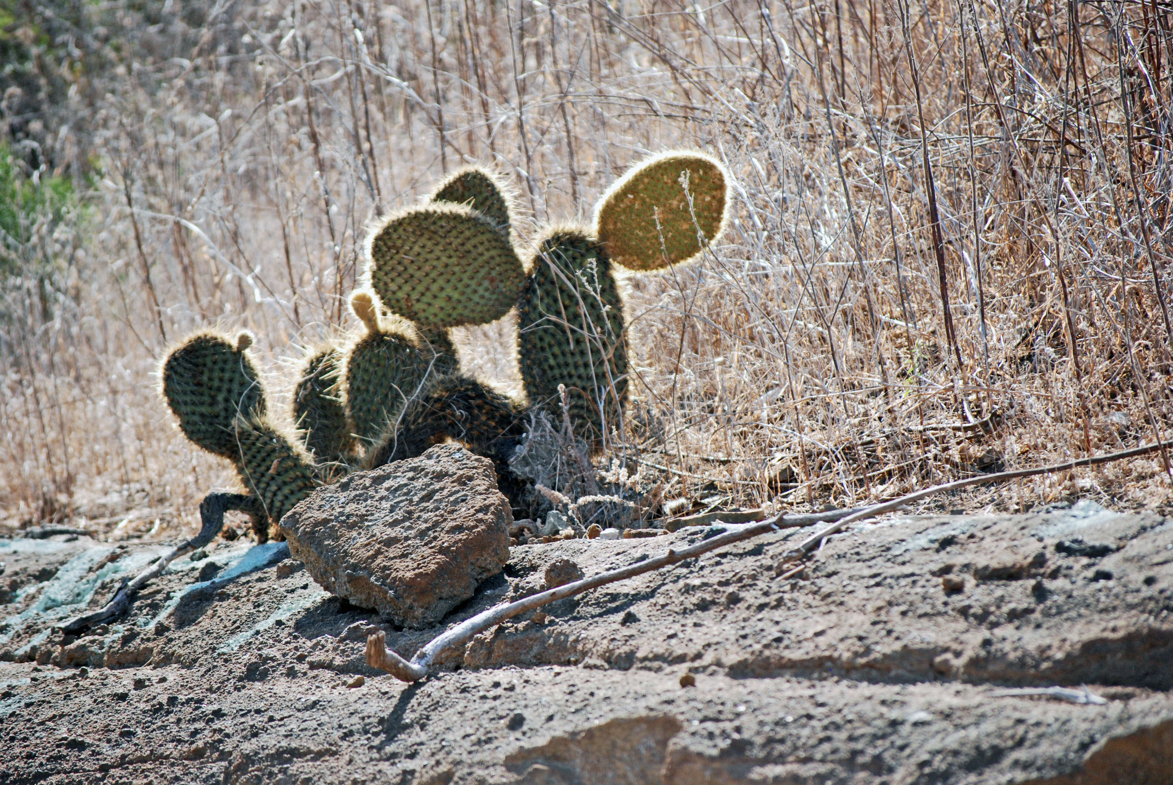 Image of Opuntia insularis