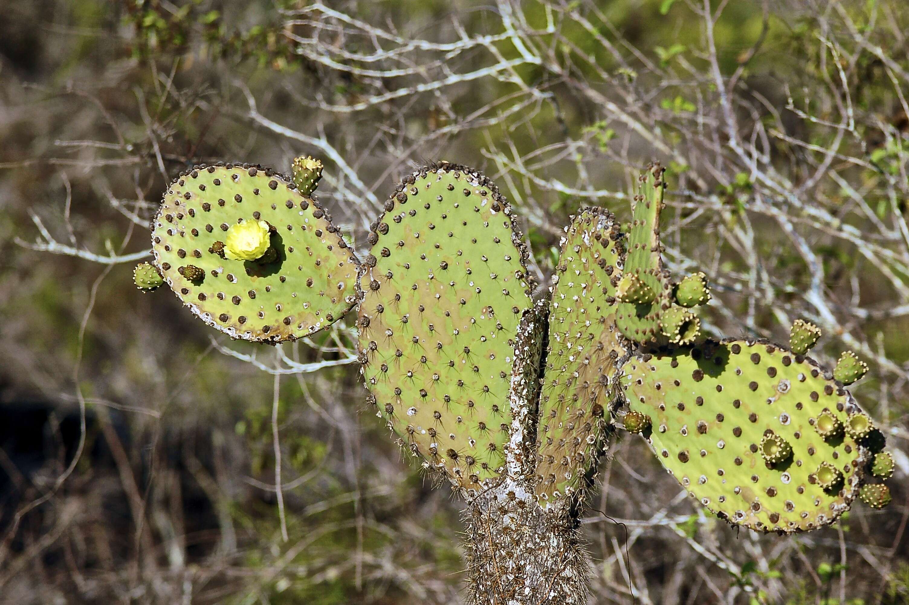 Image of Opuntia insularis