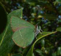 Plancia ëd Callophrys avis Chapman 1909