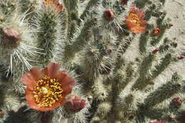 Image de Cylindropuntia wolfii (L. D. Benson) M. A. Baker