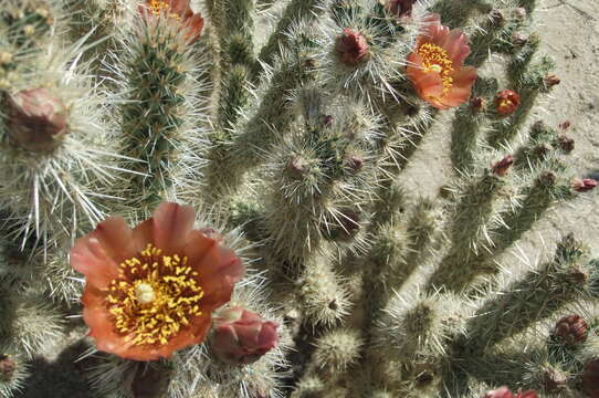 Image of Wolf's opuntia