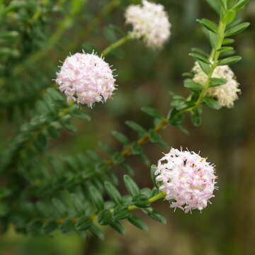 Image of Pimelea ferruginea Labill.