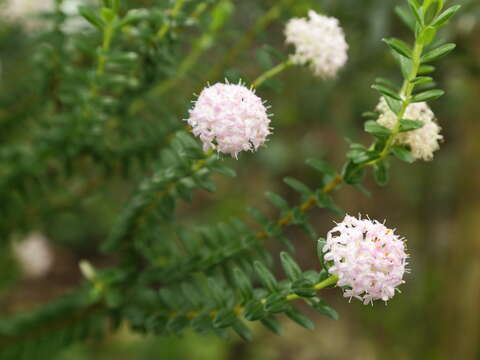 Image of Pimelea ferruginea Labill.