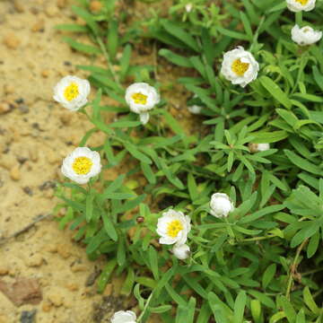 Rhodanthe anthemoides (Spreng.) P. G. Wilson的圖片