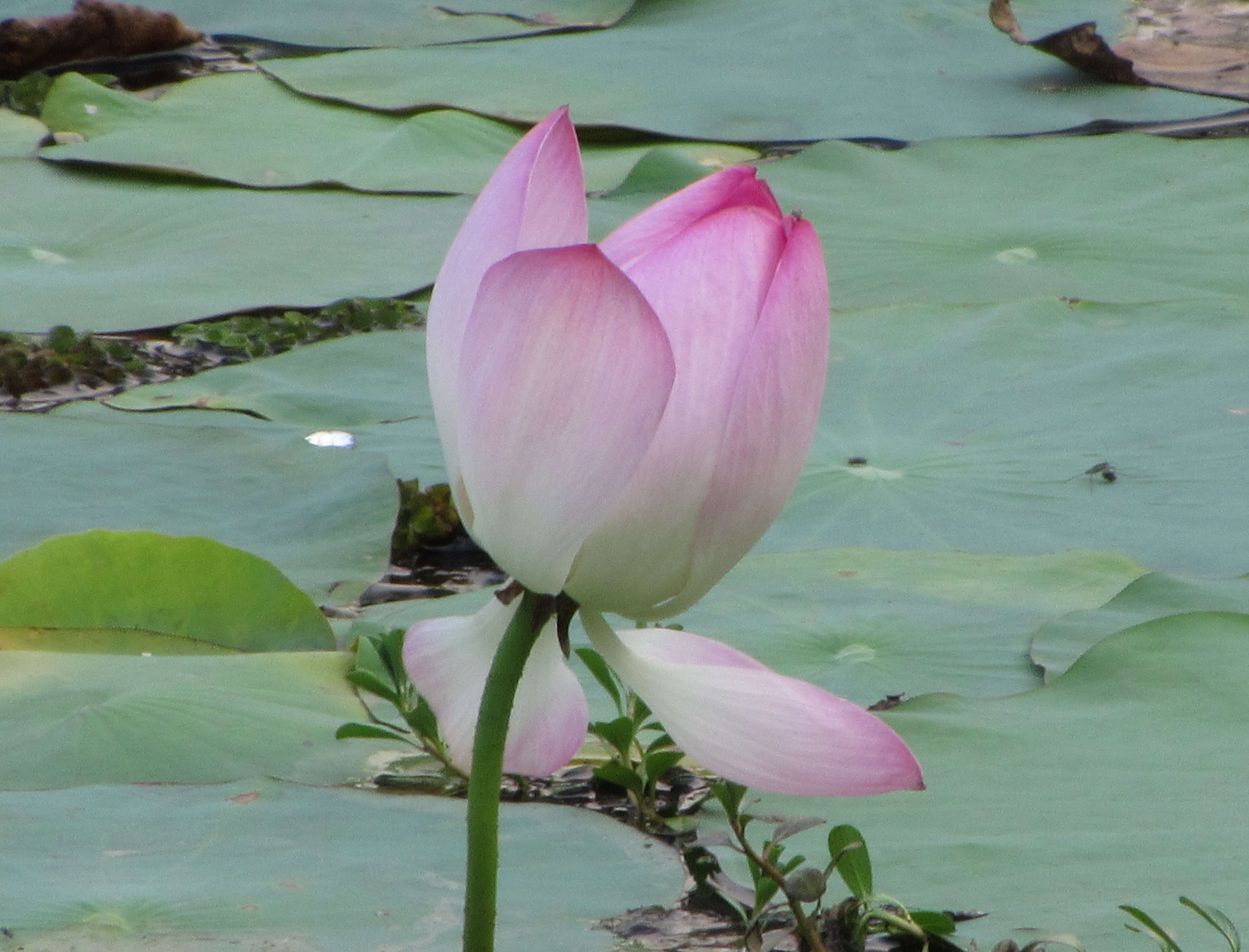 Image of sacred lotus