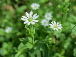 Image of wood stitchwort