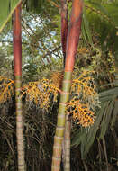 Image of Areca vestiaria Giseke