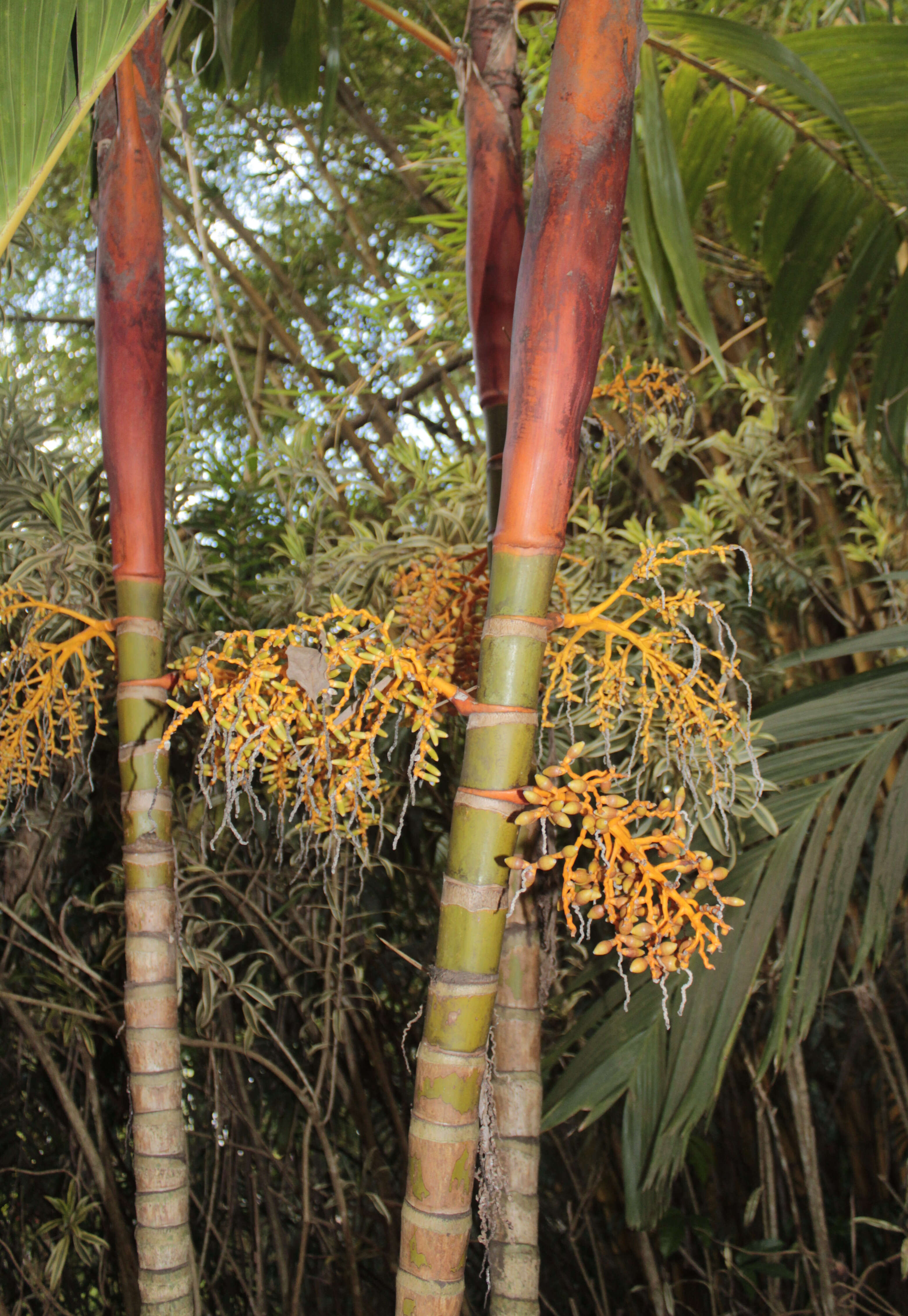 Image of Areca vestiaria Giseke