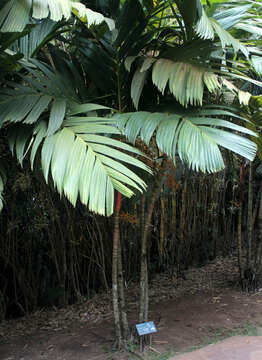 Image of Areca vestiaria Giseke