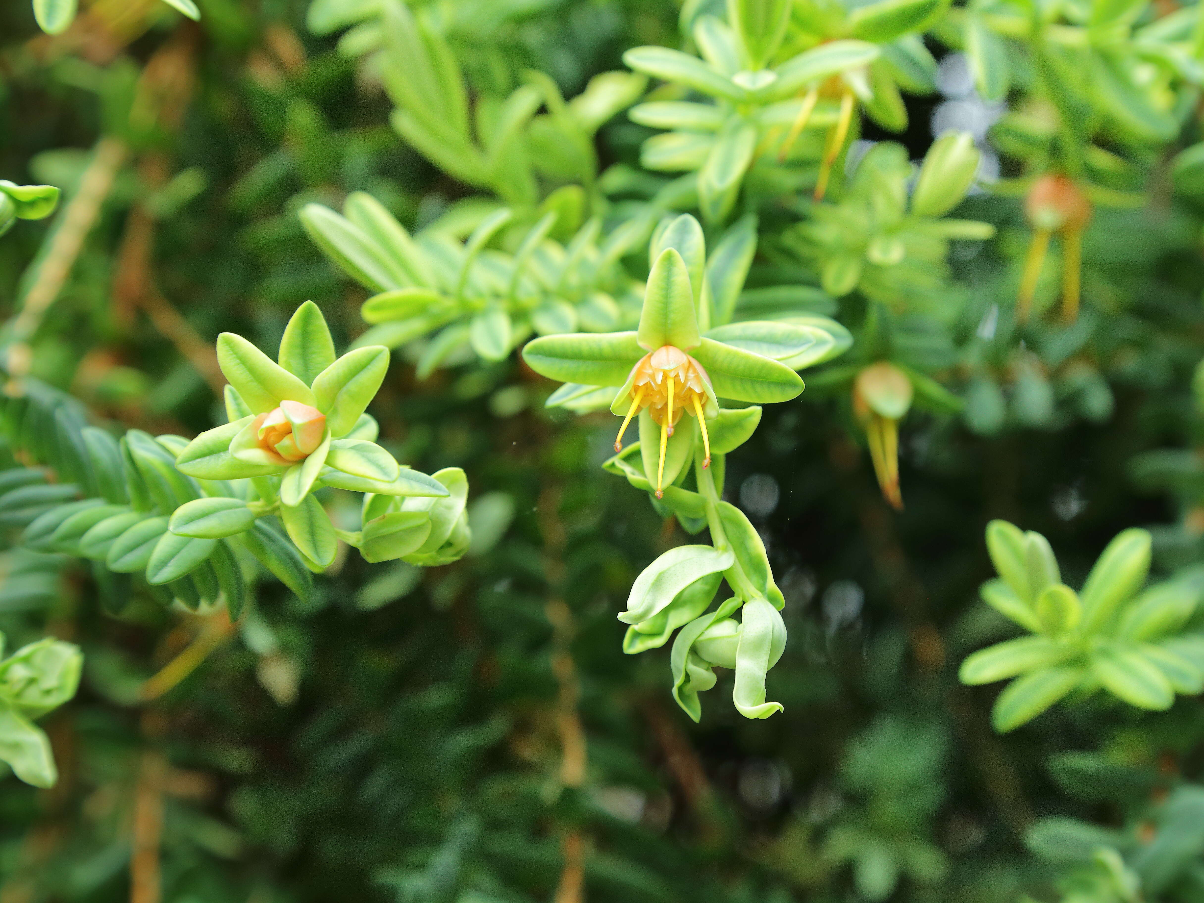 Image of Darwinia citriodora (Endl.) Benth.