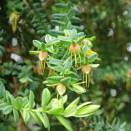 Image of Darwinia citriodora (Endl.) Benth.