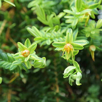 Image of Darwinia citriodora (Endl.) Benth.