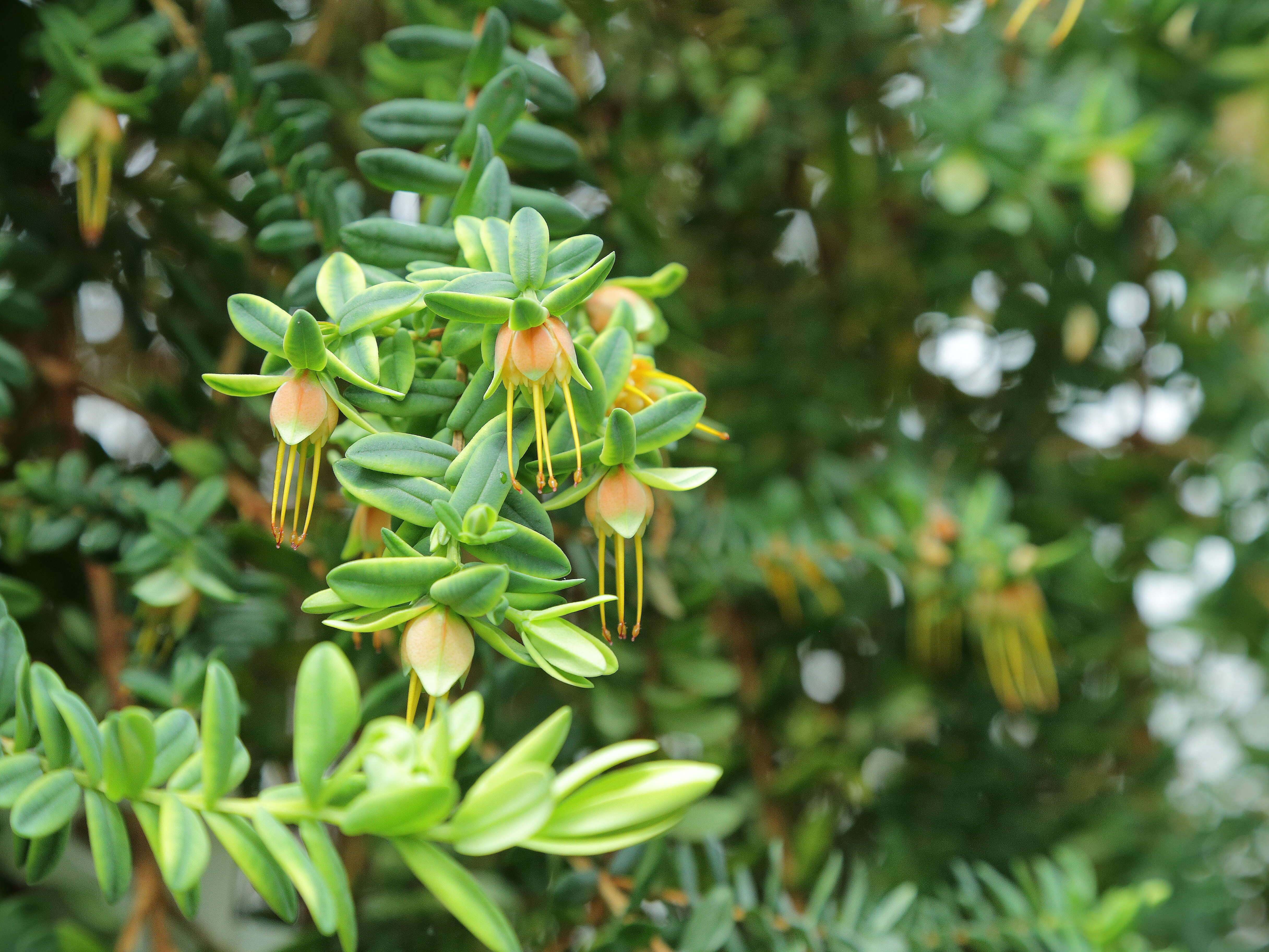 Image of Darwinia citriodora (Endl.) Benth.