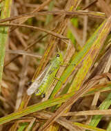 Image of Large marsh grasshopper