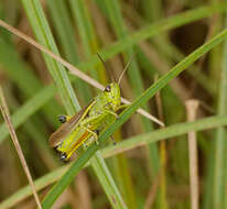 Image of Large marsh grasshopper