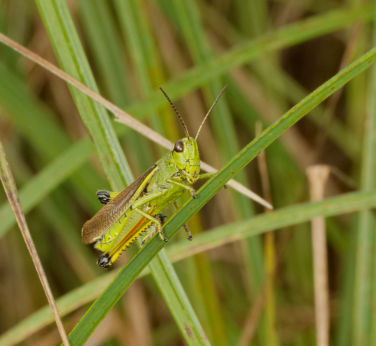 Image of Large marsh grasshopper