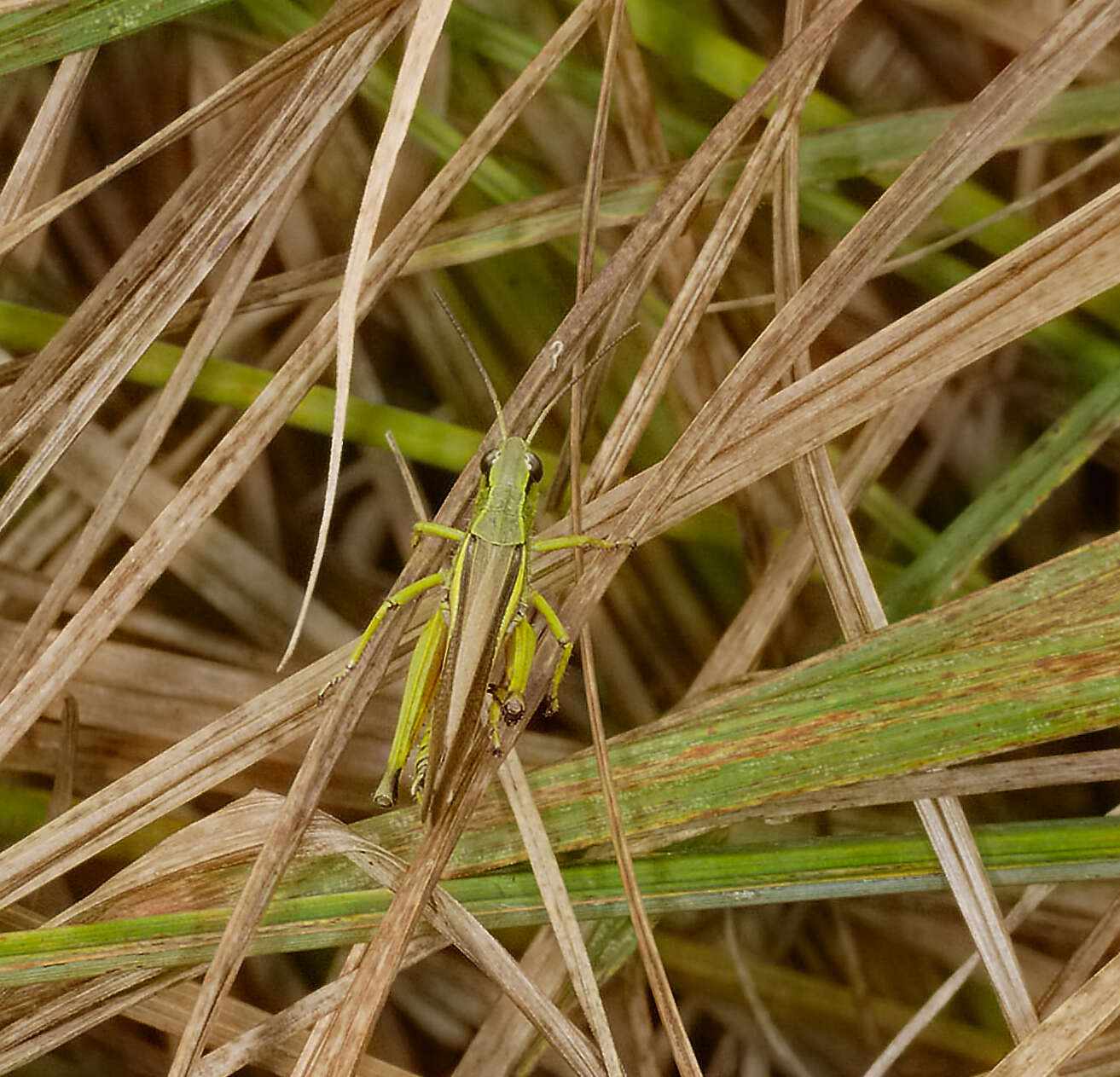 Image of Large marsh grasshopper