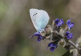 Image of Green-underside Blue