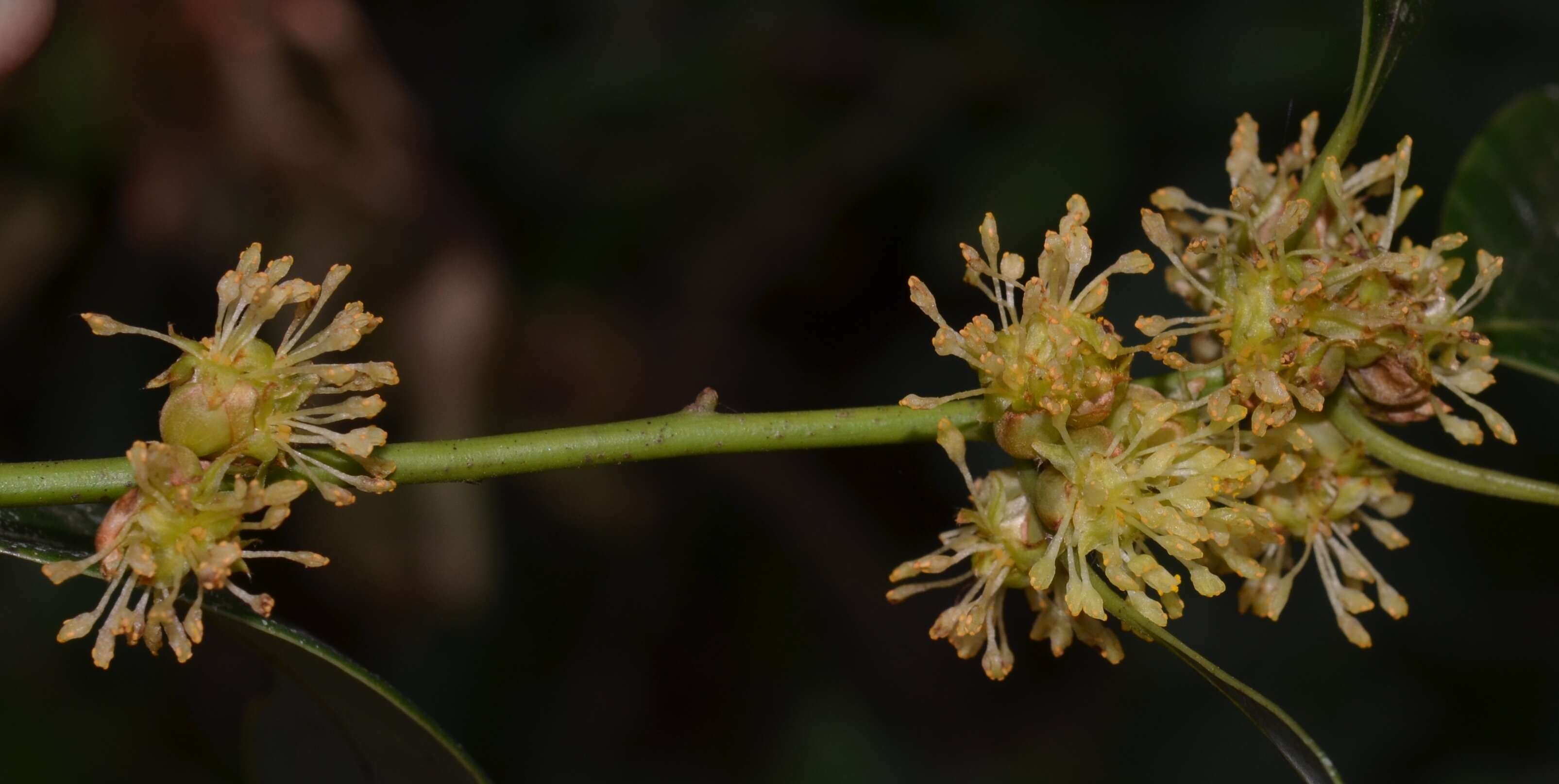 Imagem de Neolitsea cassia (L.) Kosterm.