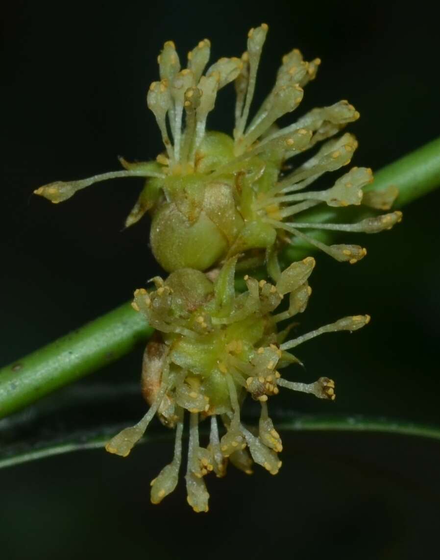 Imagem de Neolitsea cassia (L.) Kosterm.