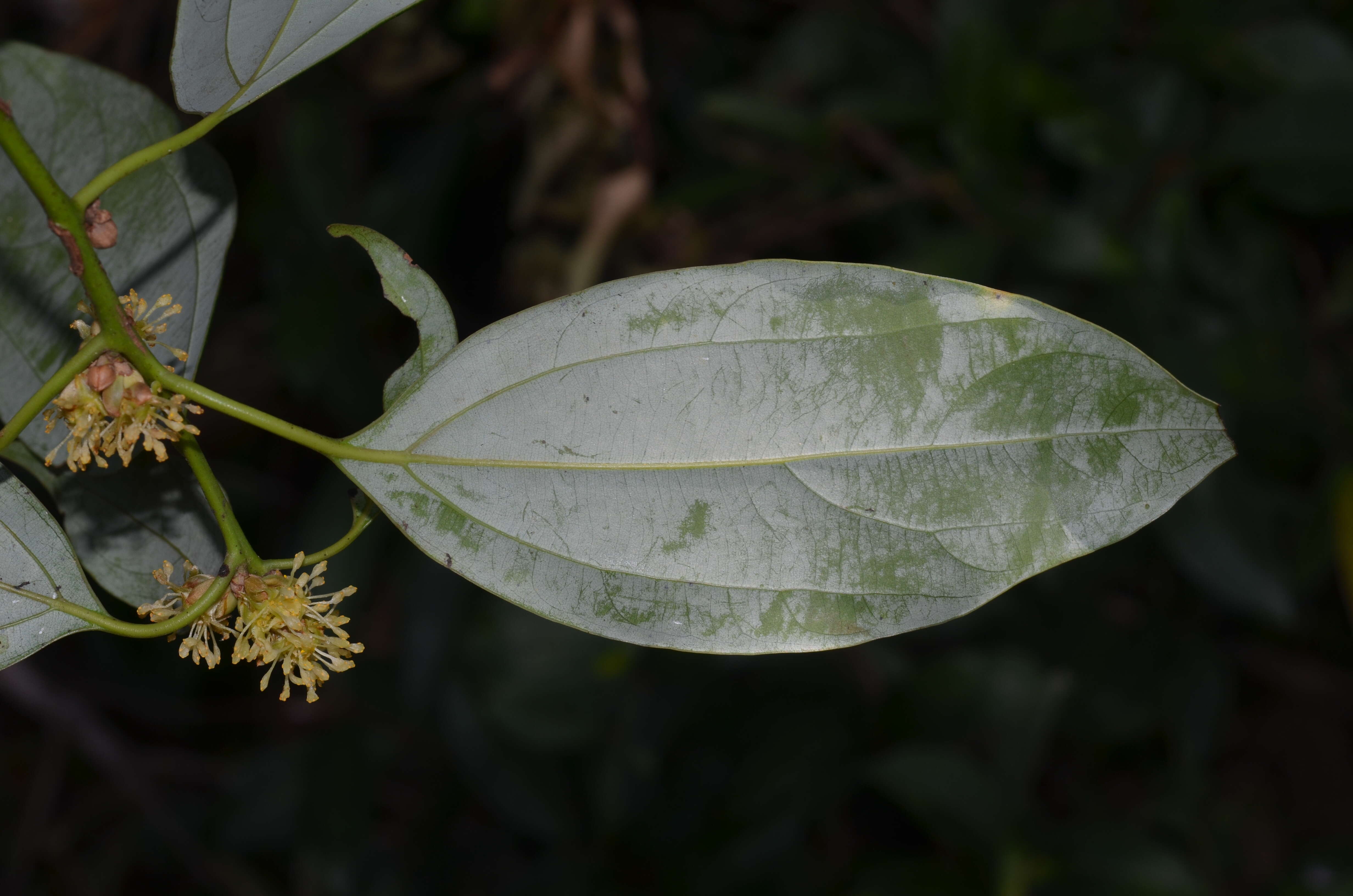 Imagem de Neolitsea cassia (L.) Kosterm.