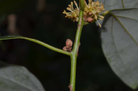 Imagem de Neolitsea cassia (L.) Kosterm.