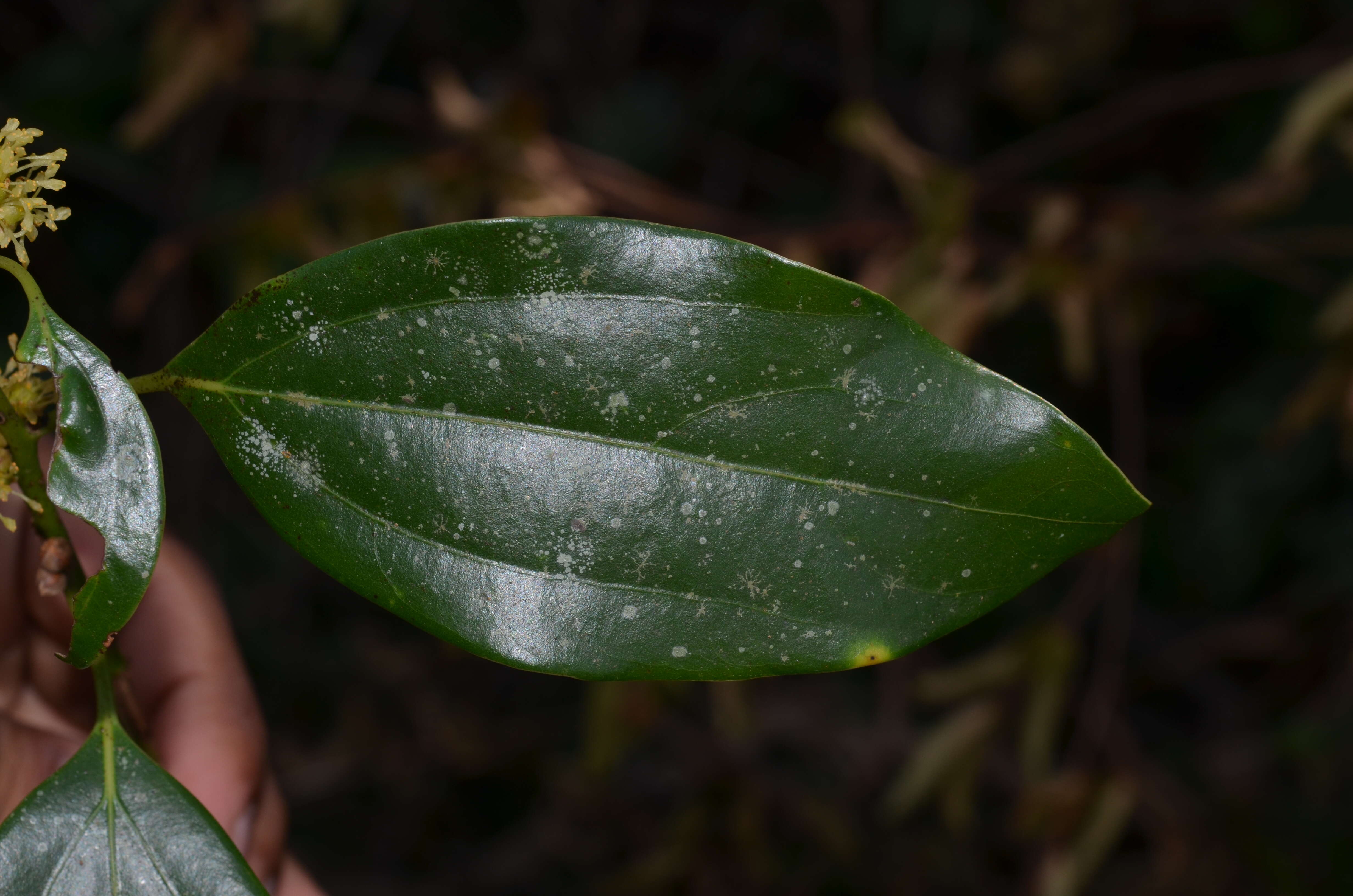 Imagem de Neolitsea cassia (L.) Kosterm.