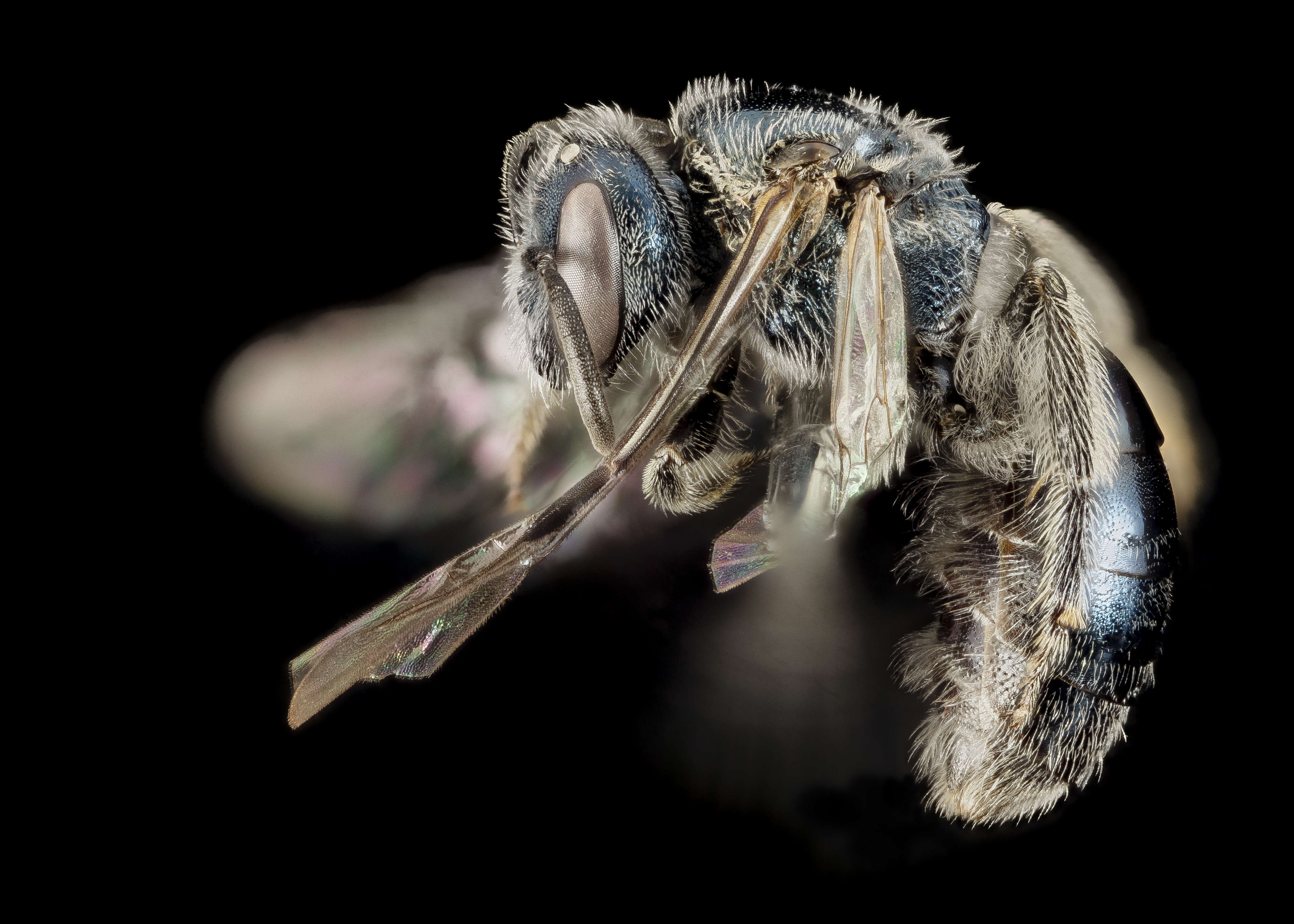 Lasioglossum coeruleum (Robertson 1893) resmi