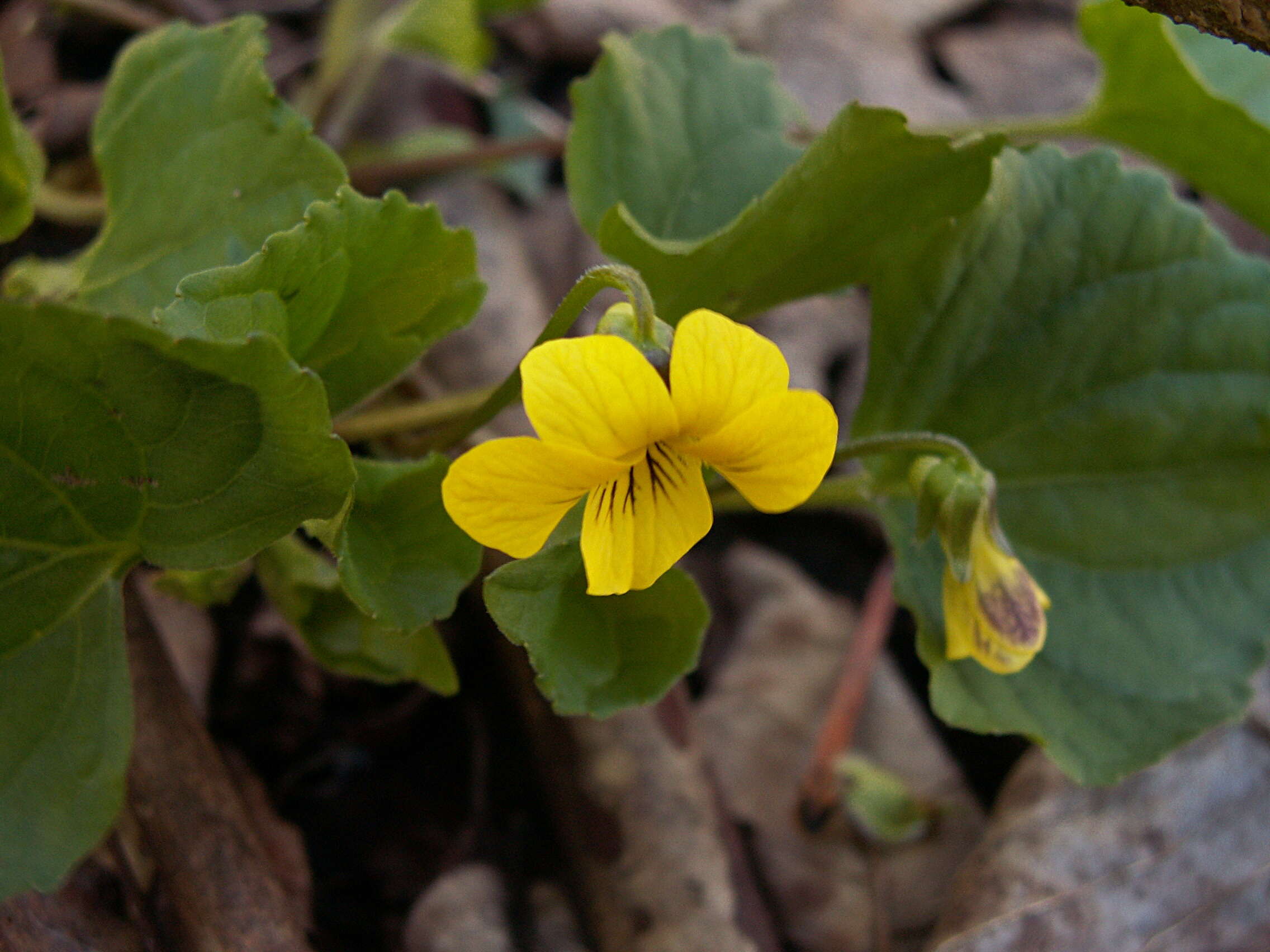 Image of downy yellow violet