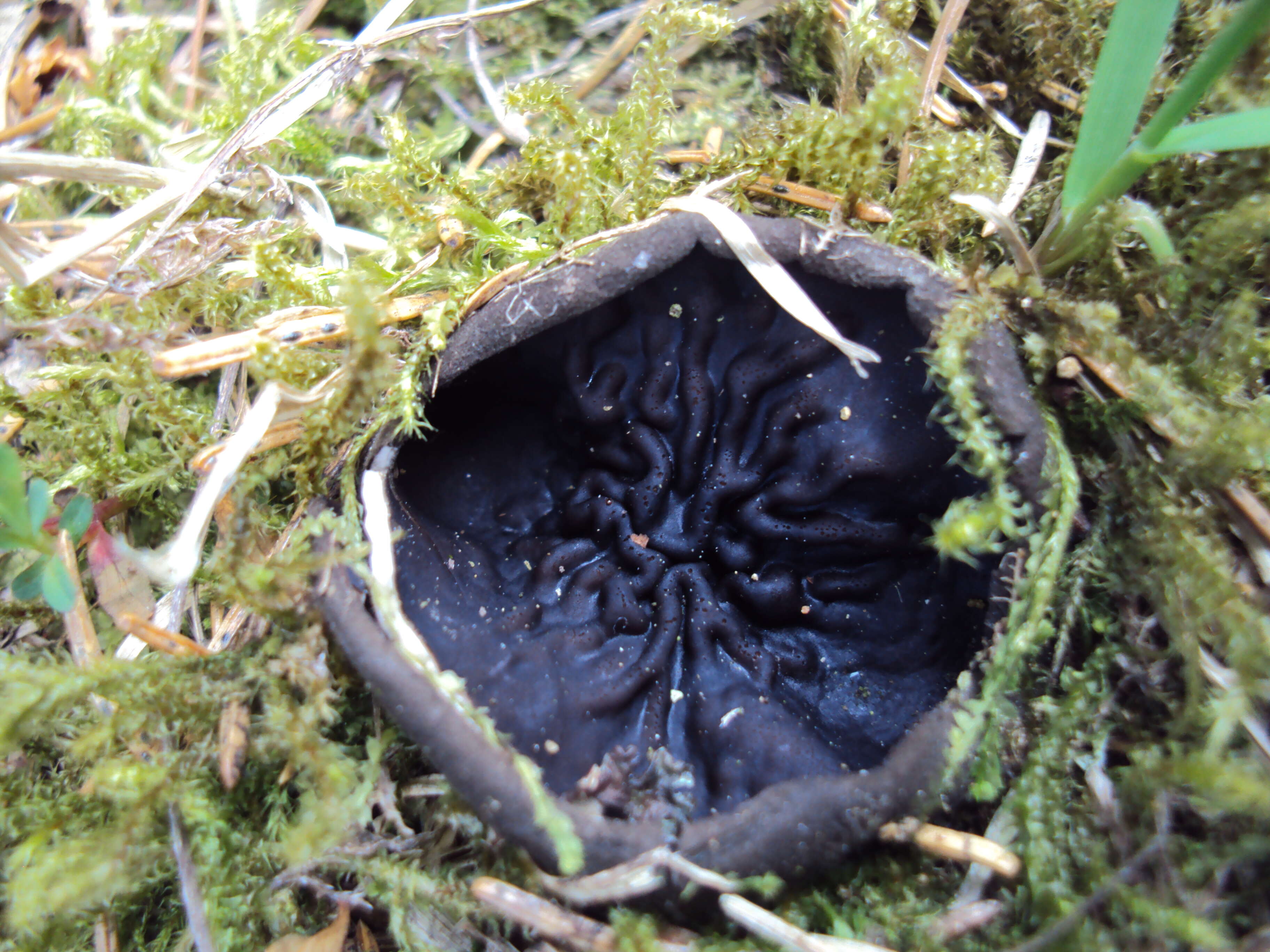 Image of black false plectania