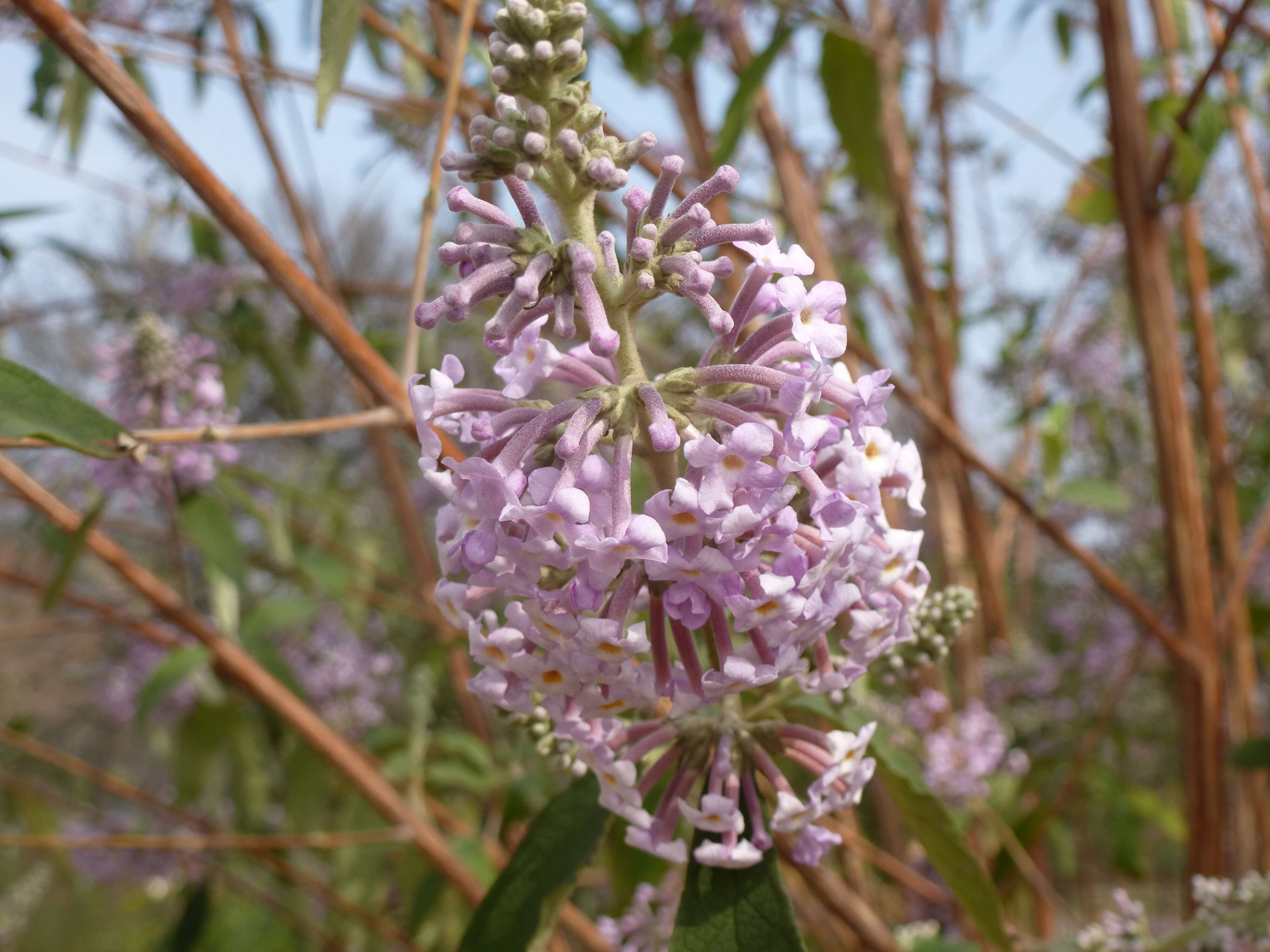 Слика од Buddleja officinalis Maxim.