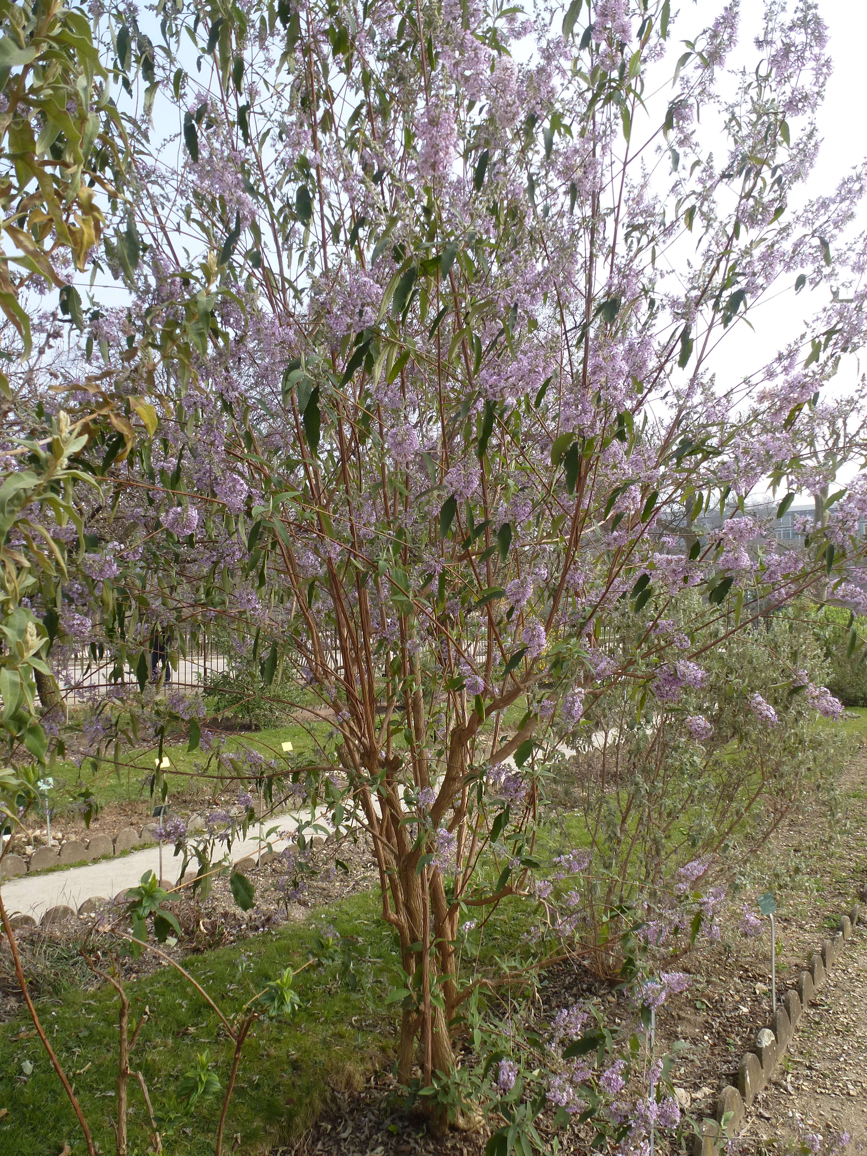 Слика од Buddleja officinalis Maxim.