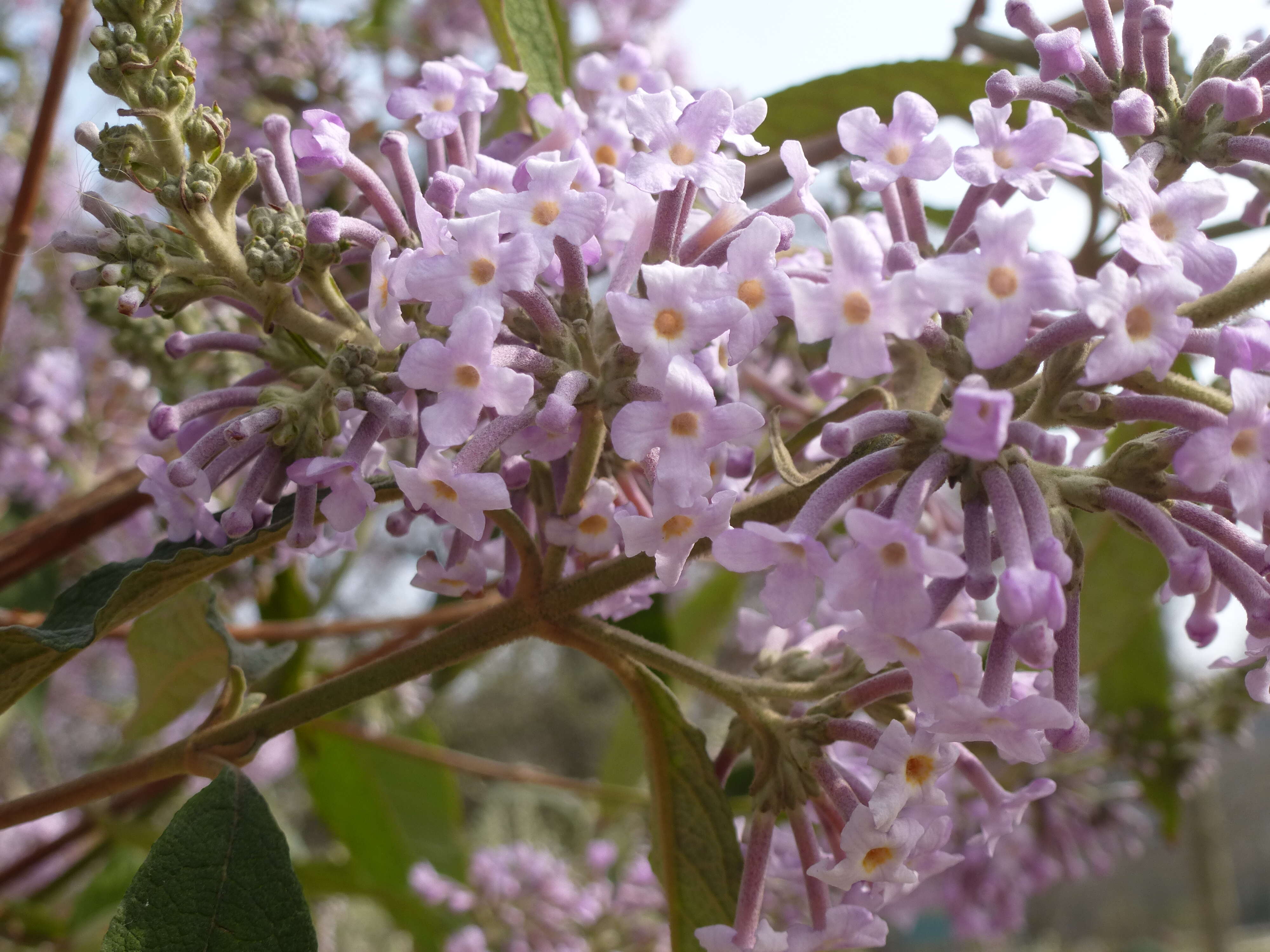 Слика од Buddleja officinalis Maxim.