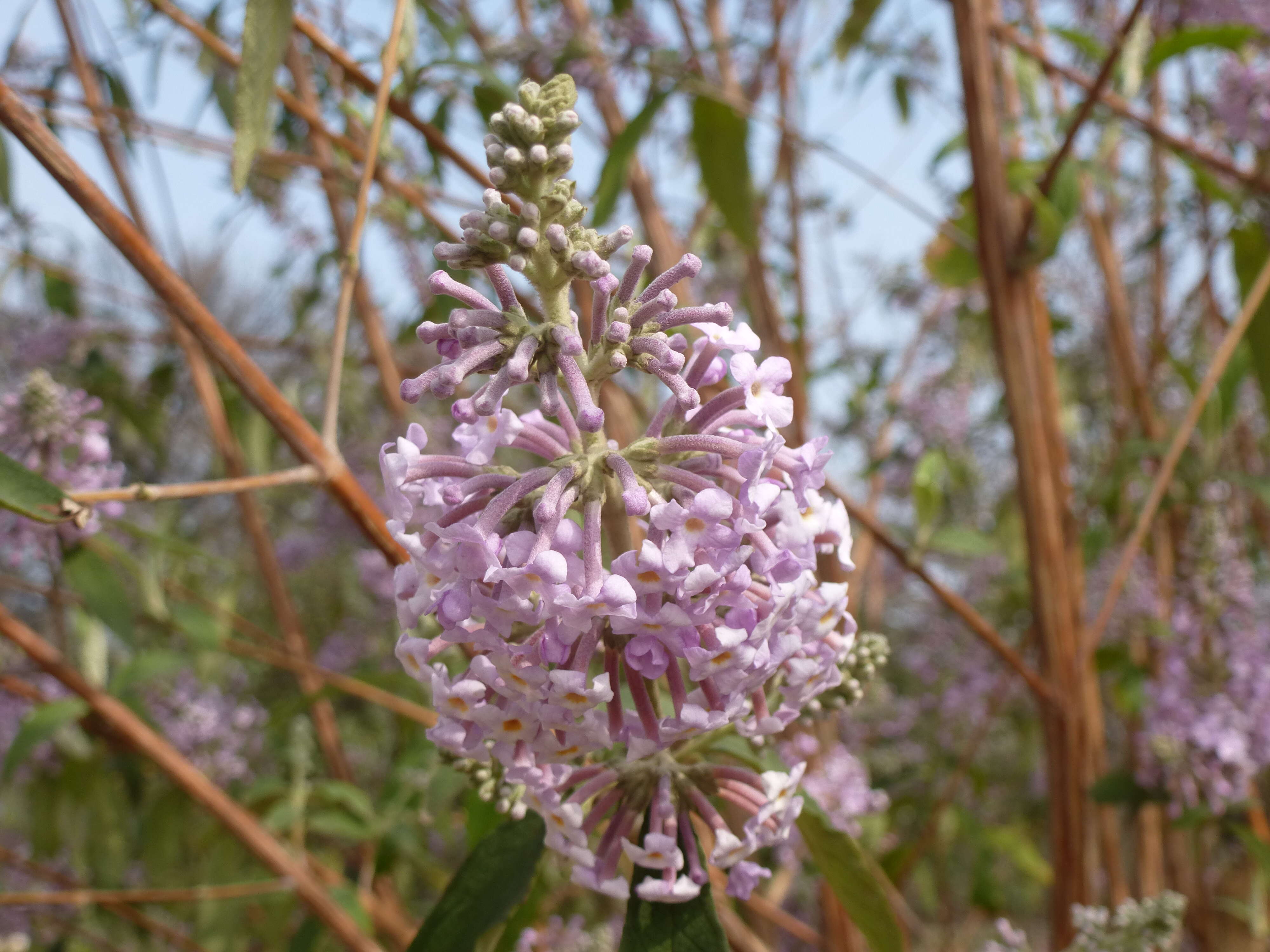 Слика од Buddleja officinalis Maxim.