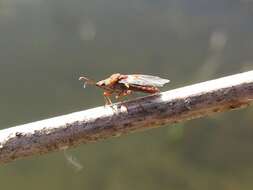 Image of Birch Catkin Bug