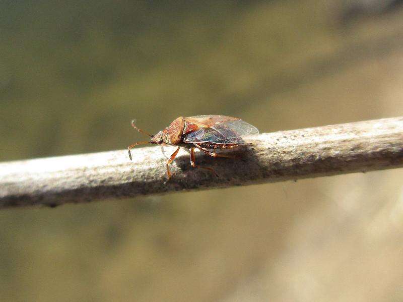 Image of Birch Catkin Bug