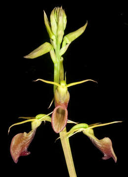 Image of Slipper orchid