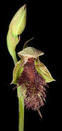 Calochilus stramenicola D. L. Jones的圖片