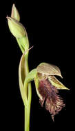 Calochilus stramenicola D. L. Jones的圖片